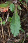 Michaux's saxifrage